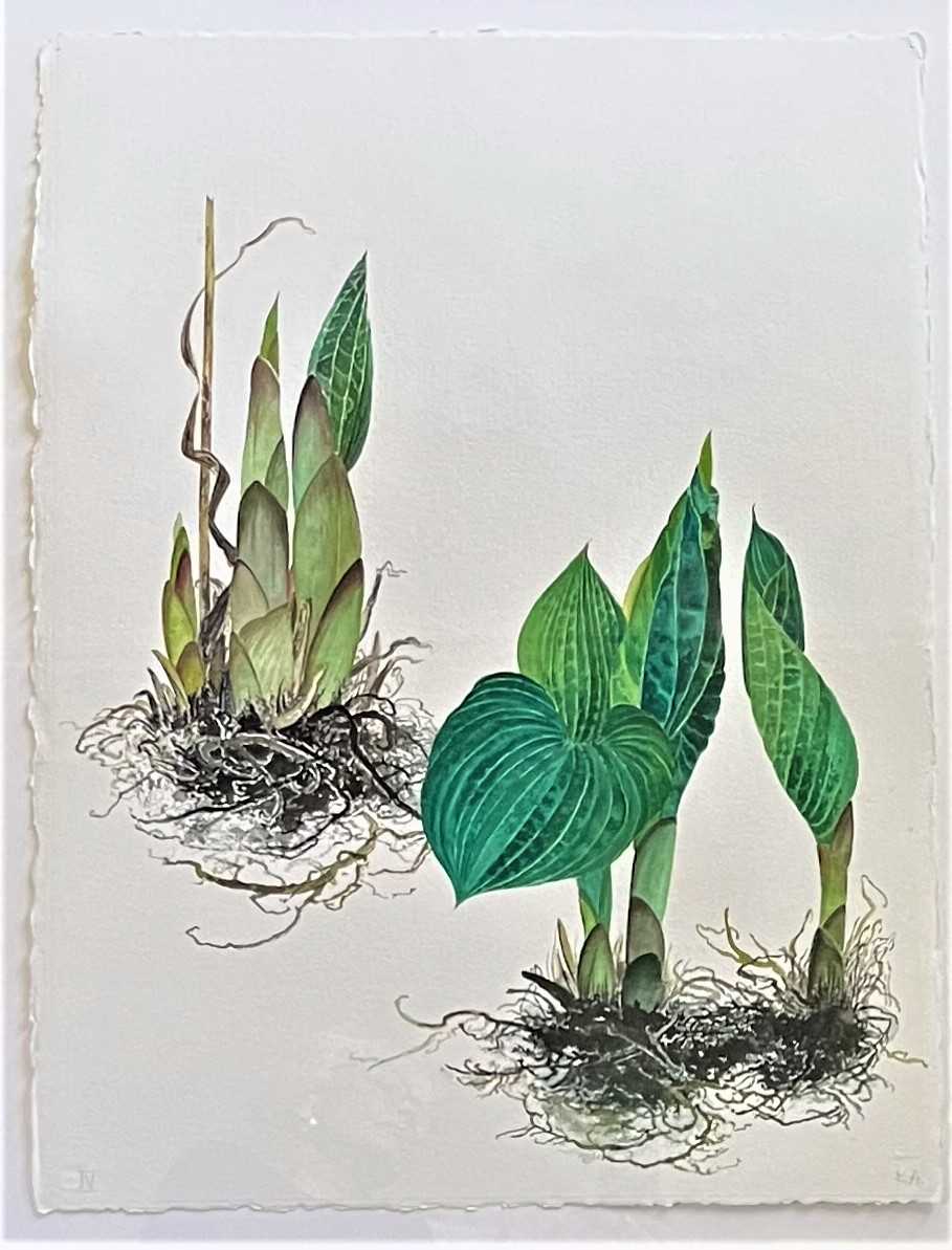 HOSTA IV by Keith Achepohl Trust  Image: Hosta IV