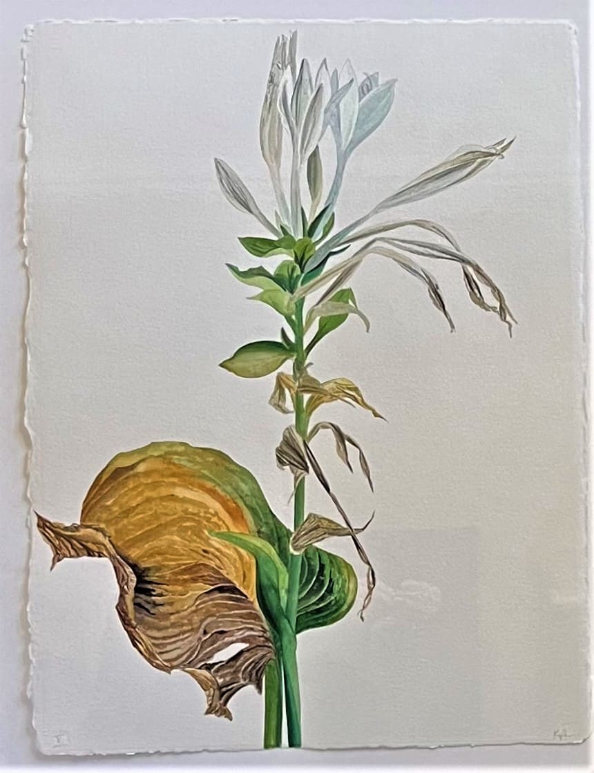 HOSTA X by Keith Achepohl, Image 1.