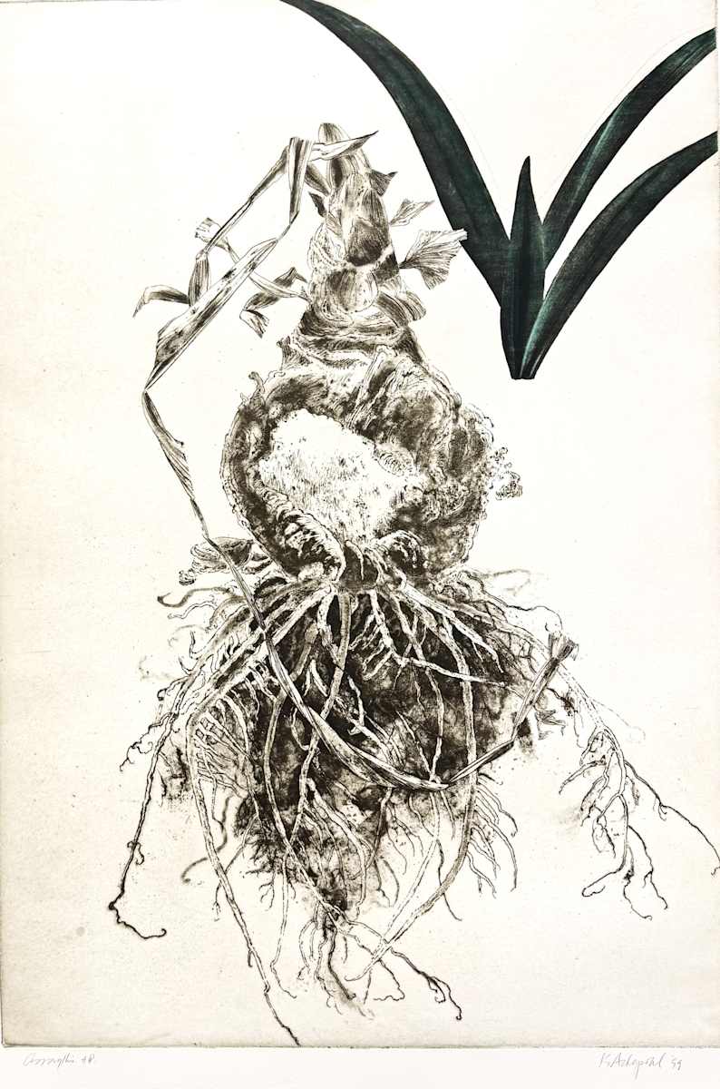 AMARYLLIS by Keith Achepohl, Image 1.