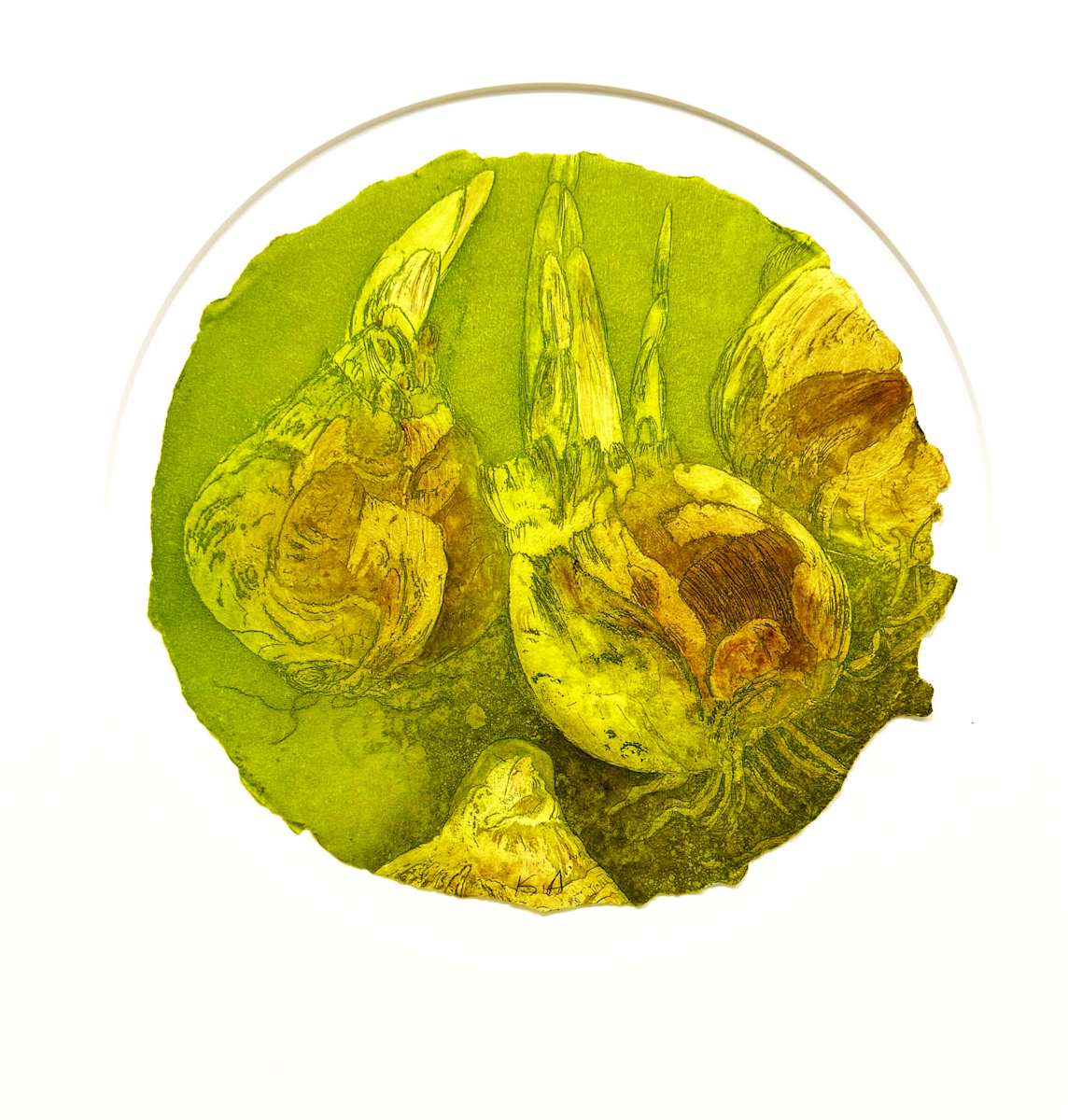 NARCISSUS BULBS  Image: Narcissus Bulbs