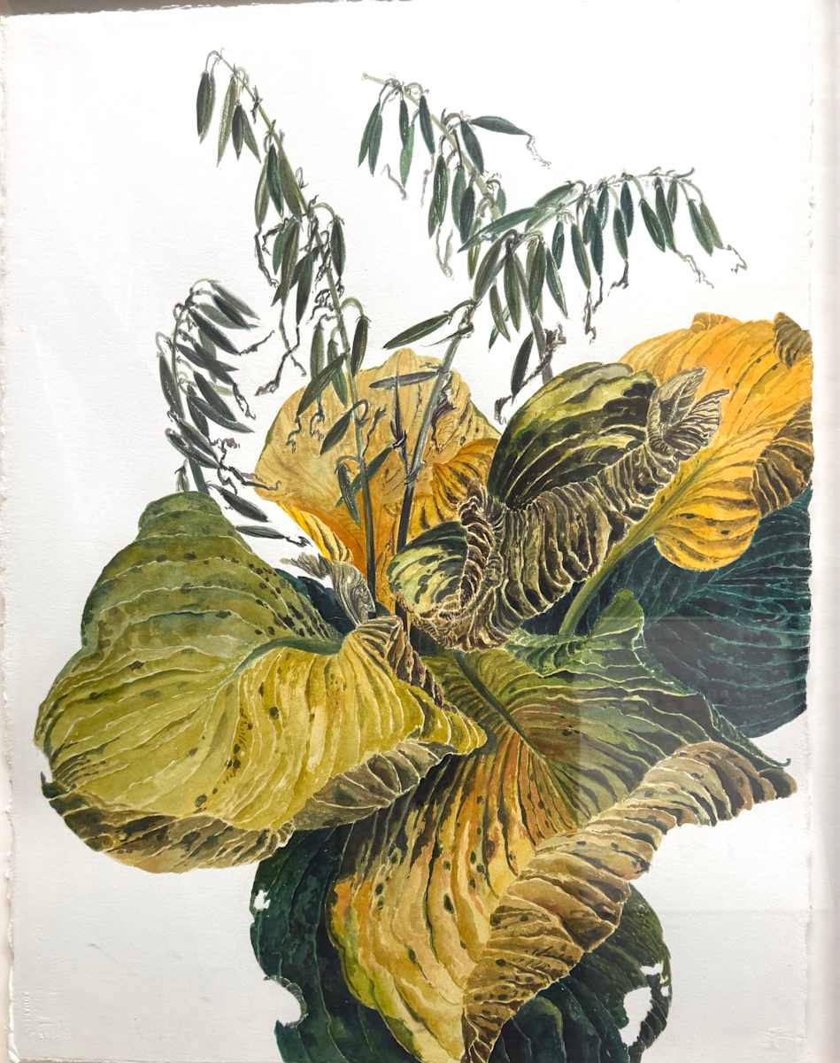 HOSTA by Keith Achepohl, Image 1.