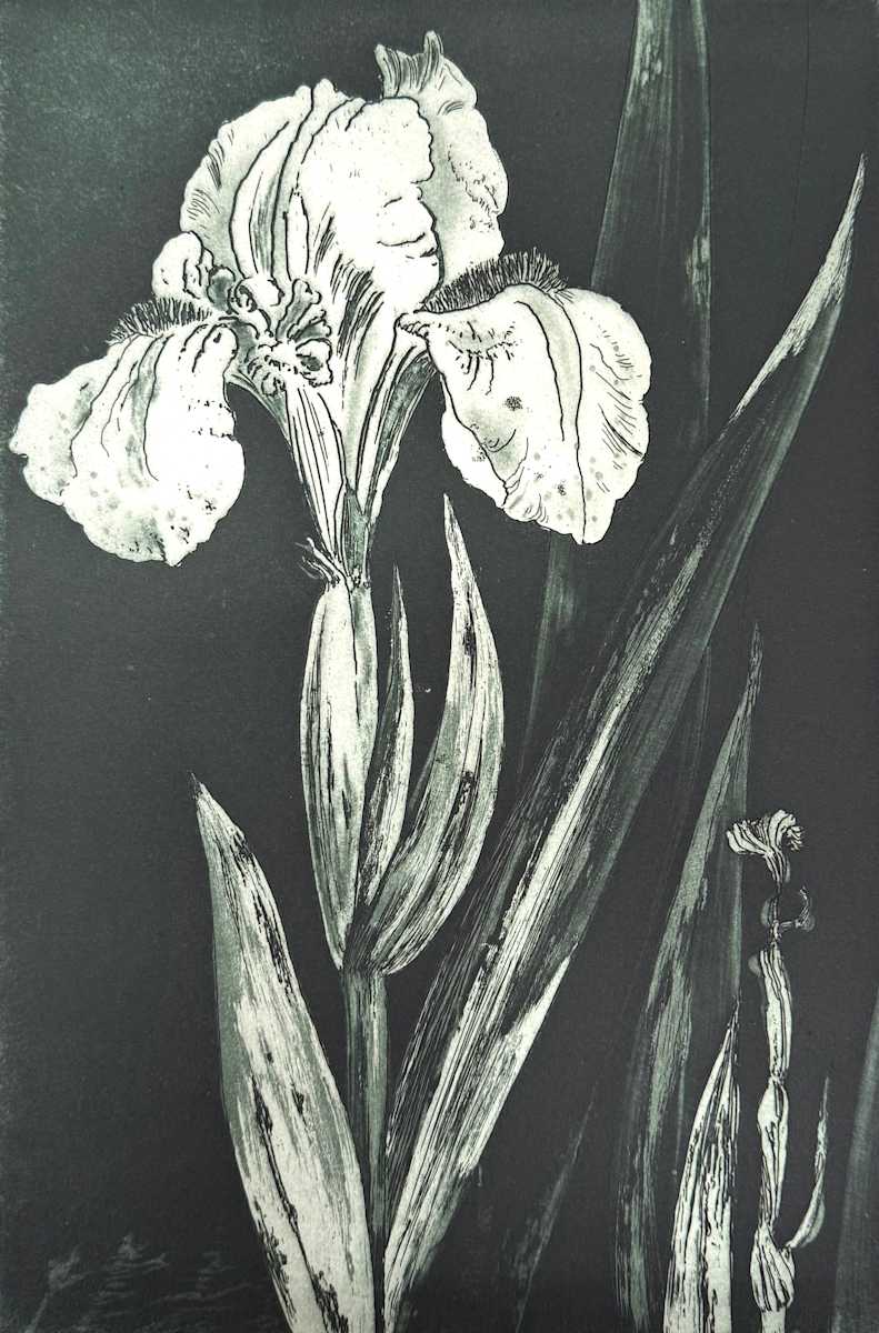 WHITE IRIS by Keith Achepohl, Image 1.