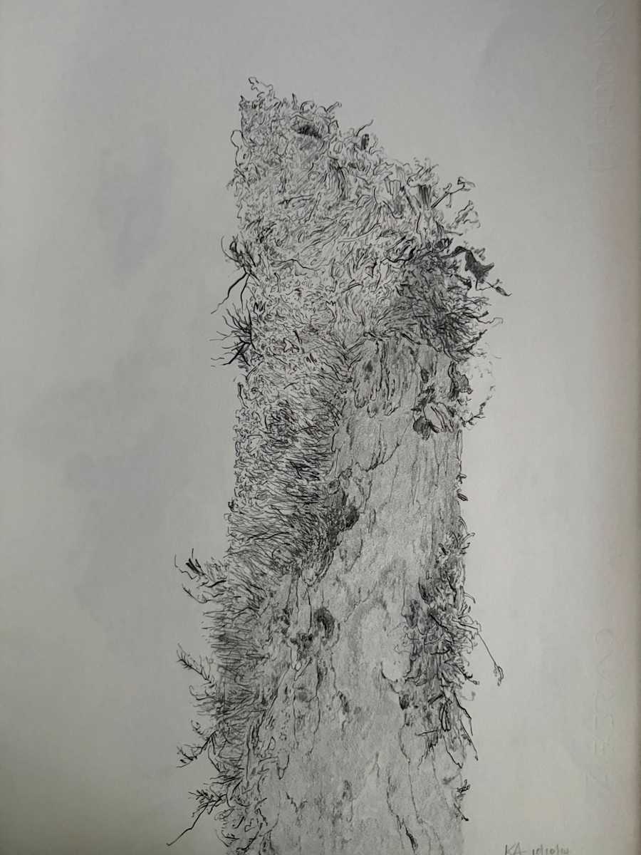 TREE MAPS #34 by Keith Achepohl, Image 1.