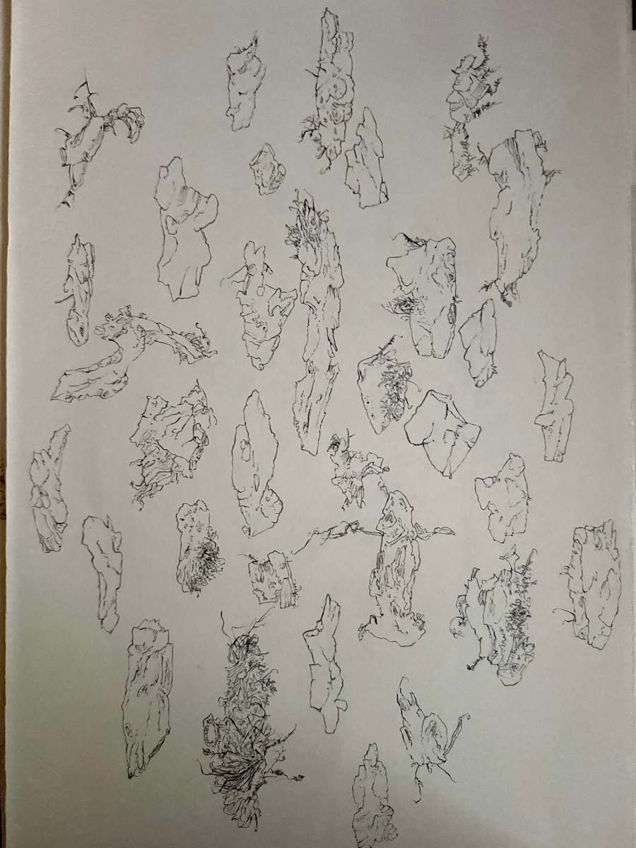 TREE MAPS #36 by Keith Achepohl, Image 1.