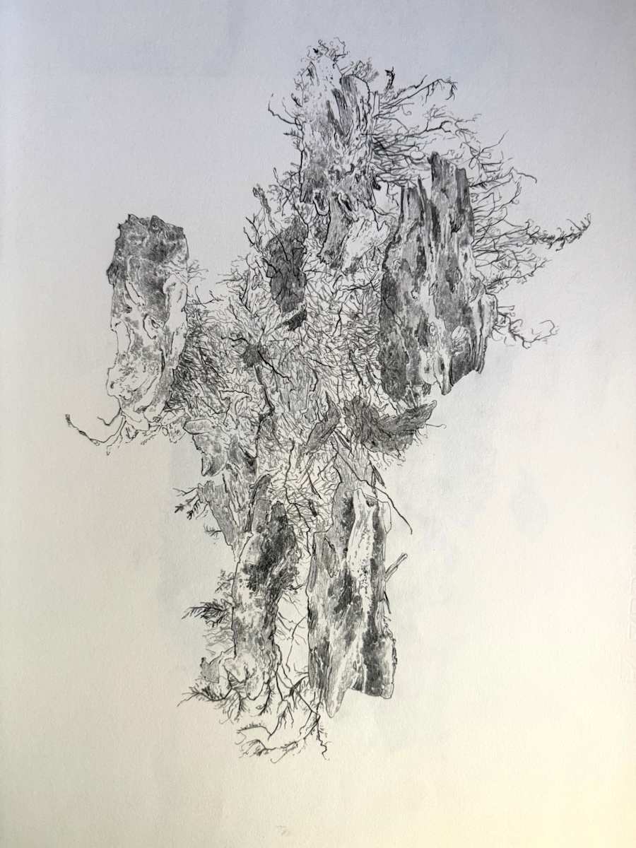 TREE MAPS #31 by Keith Achepohl, Image 1.