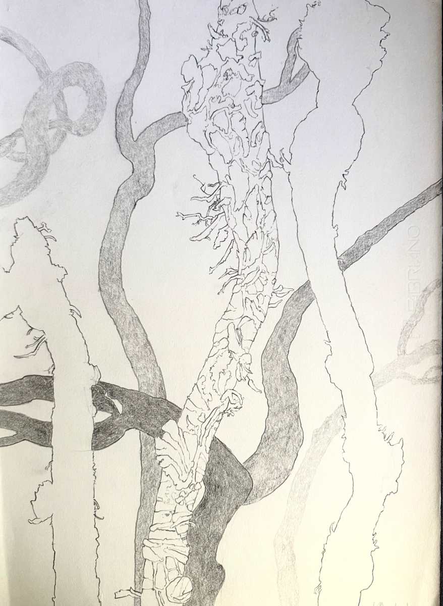 TREE MAPS #44 by Keith Achepohl, Image 1.