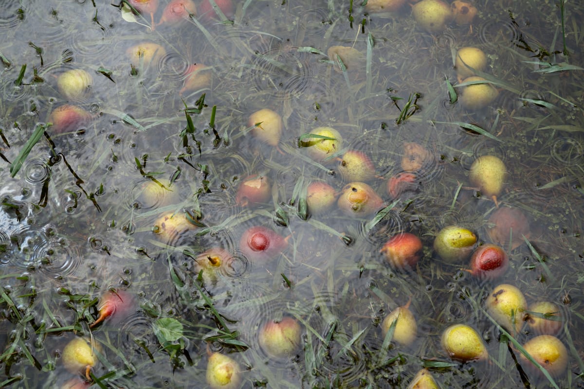 Untitled (August) by Kaitlin Jencso 