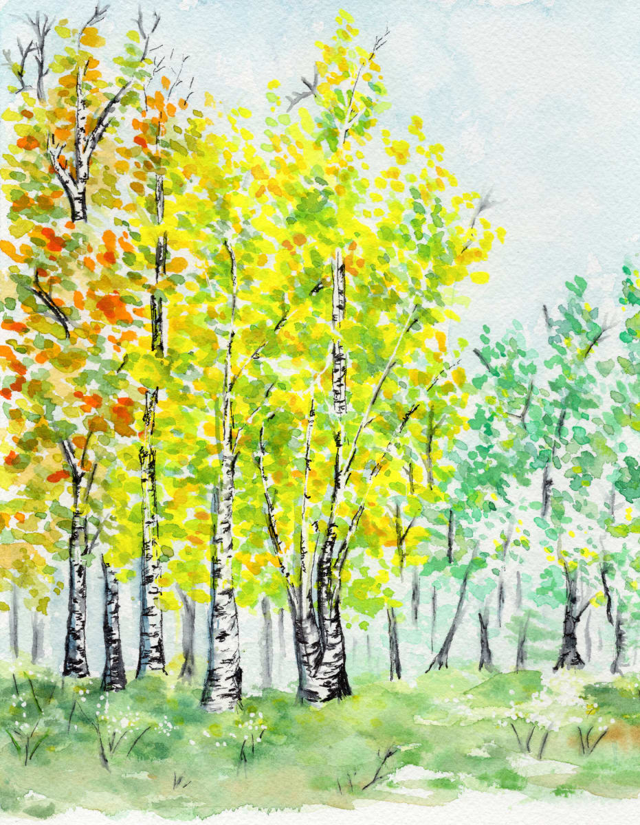 Fraser Aspens by Rachael LaMielle 