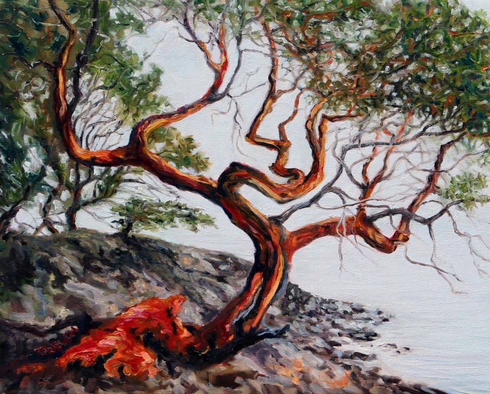Arbutus Tree in the fog St. John Point by Terrill Welch  