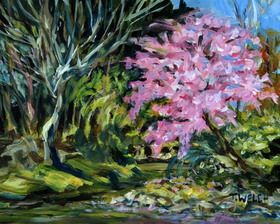 Cherry Tree in Bloom by Terrill Welch  