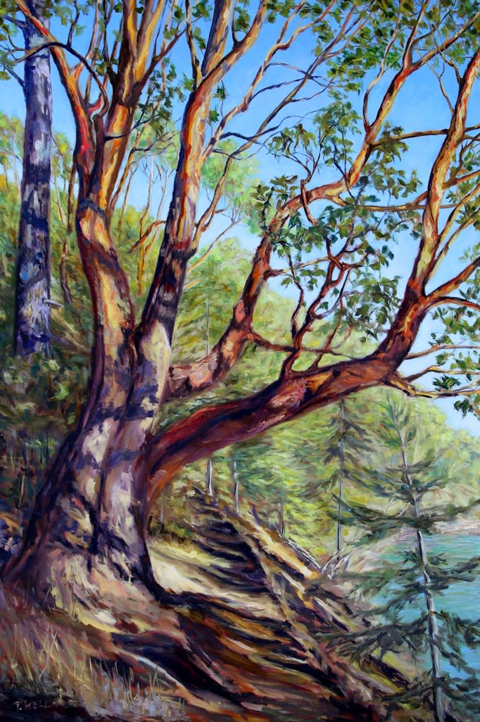 Storytelling Arbutus Tree Bennett Bay Mayne Island BC by Terrill Welch  