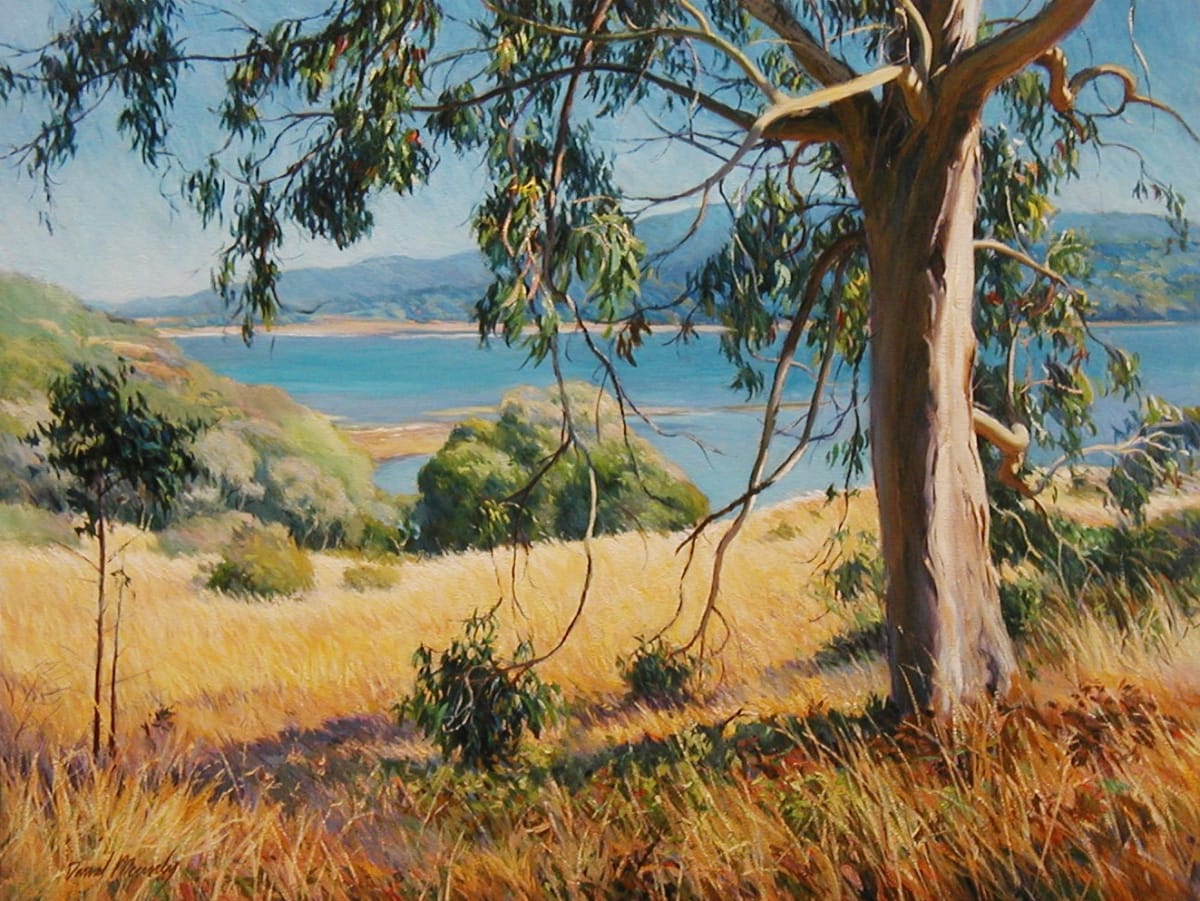 Tomales Bay Eucalyptus 