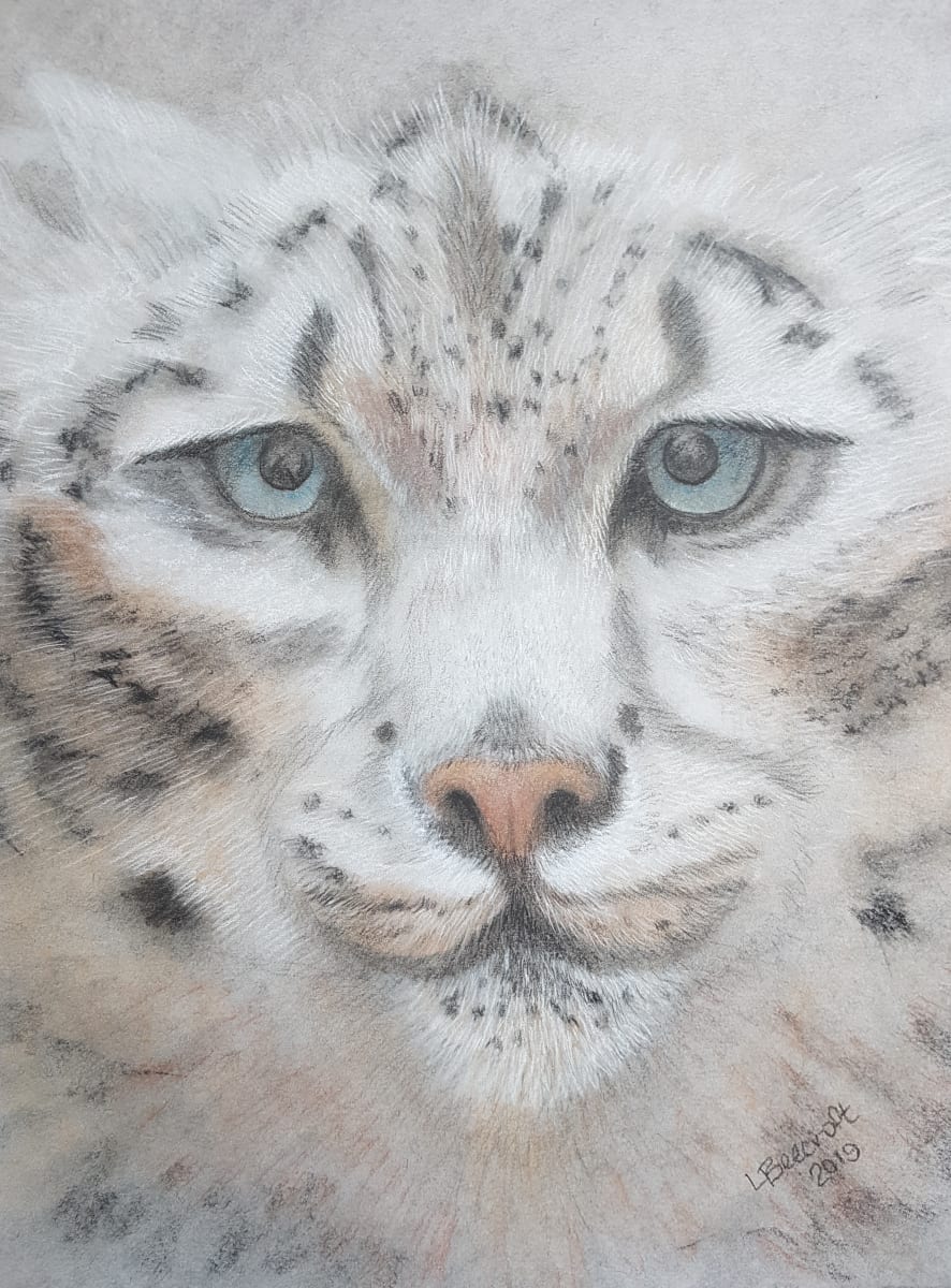 Snow Leopard, Image 13.