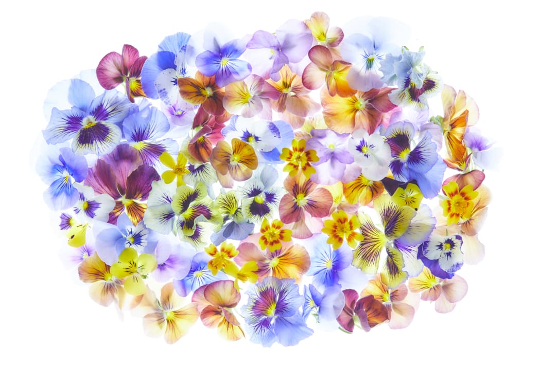 Those Little Wild Things by Amy Rice, Image 1.