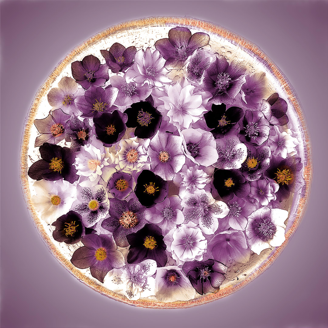 Hellebores in Spring  Image: Hellebores in Spring