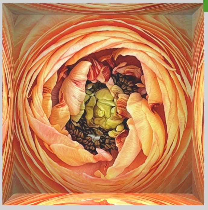 Inner Space- Heart of Ranunculus - #1/10 by Anne Morrison Rabe  Image: Inner Space- Heart of Ranunculus - #1/10