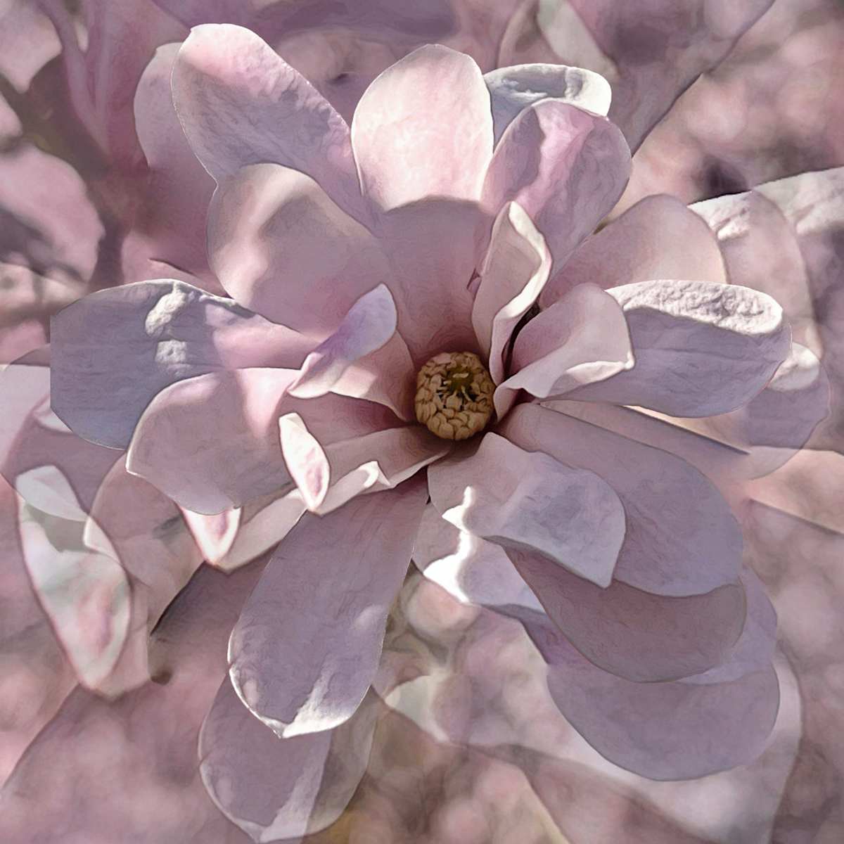 Sugar Magnolia - #2/10 by anne m rabe, Image 1.