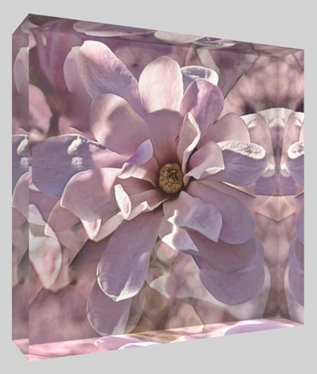 Sugar Magnolia - #1/10 by Anne Morrison Rabe  Image: Sugar Magnolia - #1/10