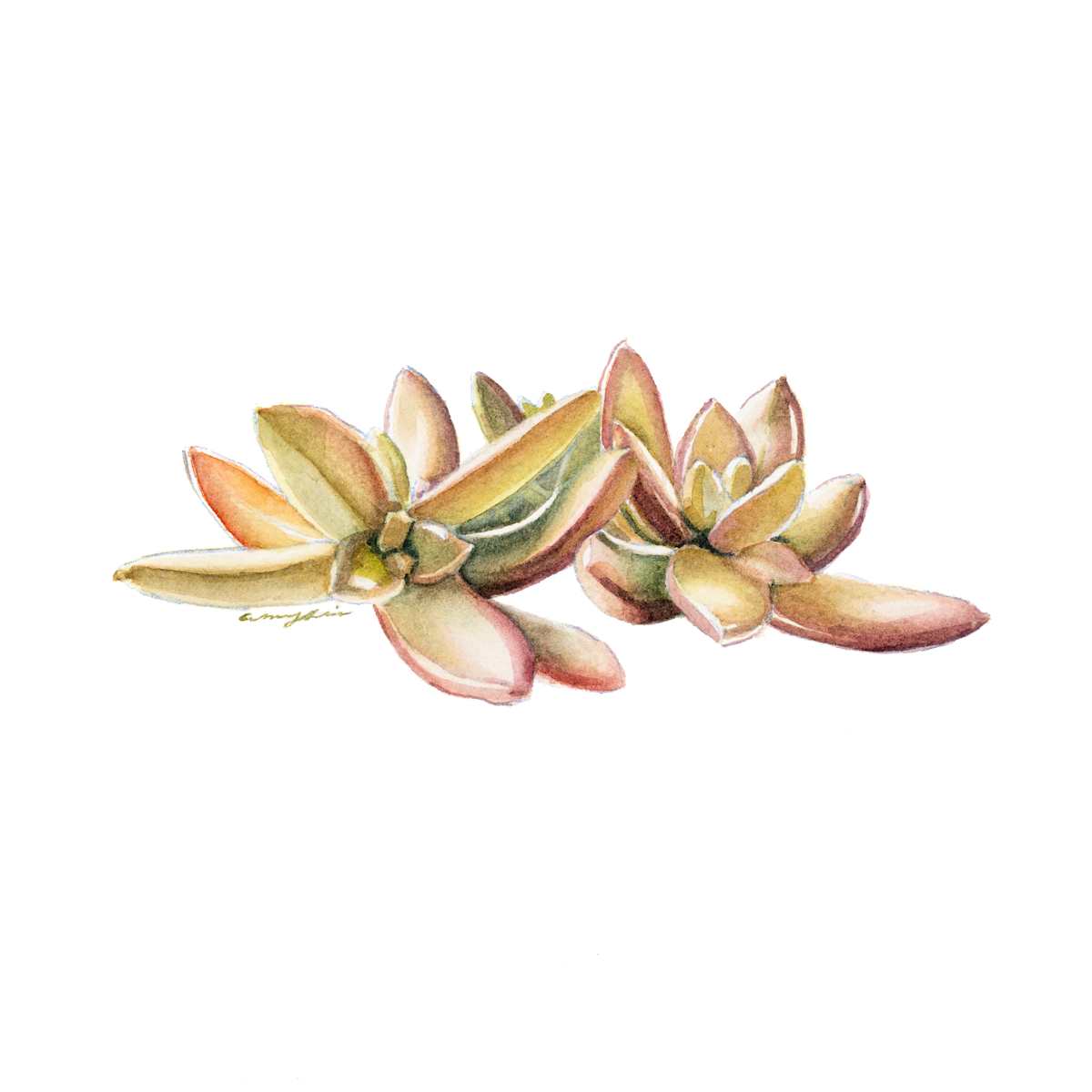 Succulent I by Amy Lewis 