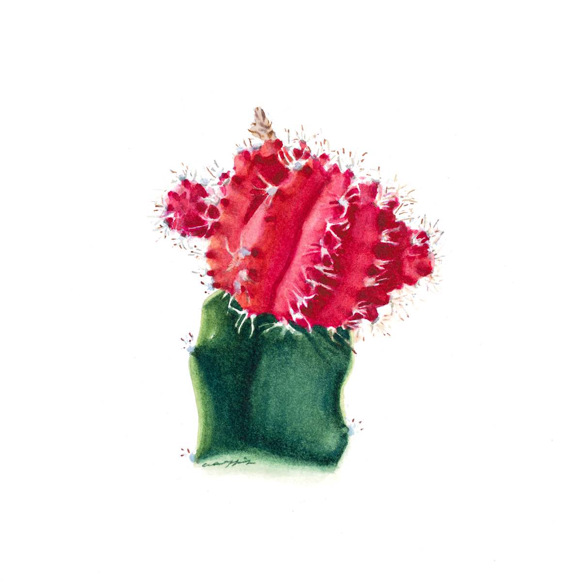 Cactus I by Amy Lewis 