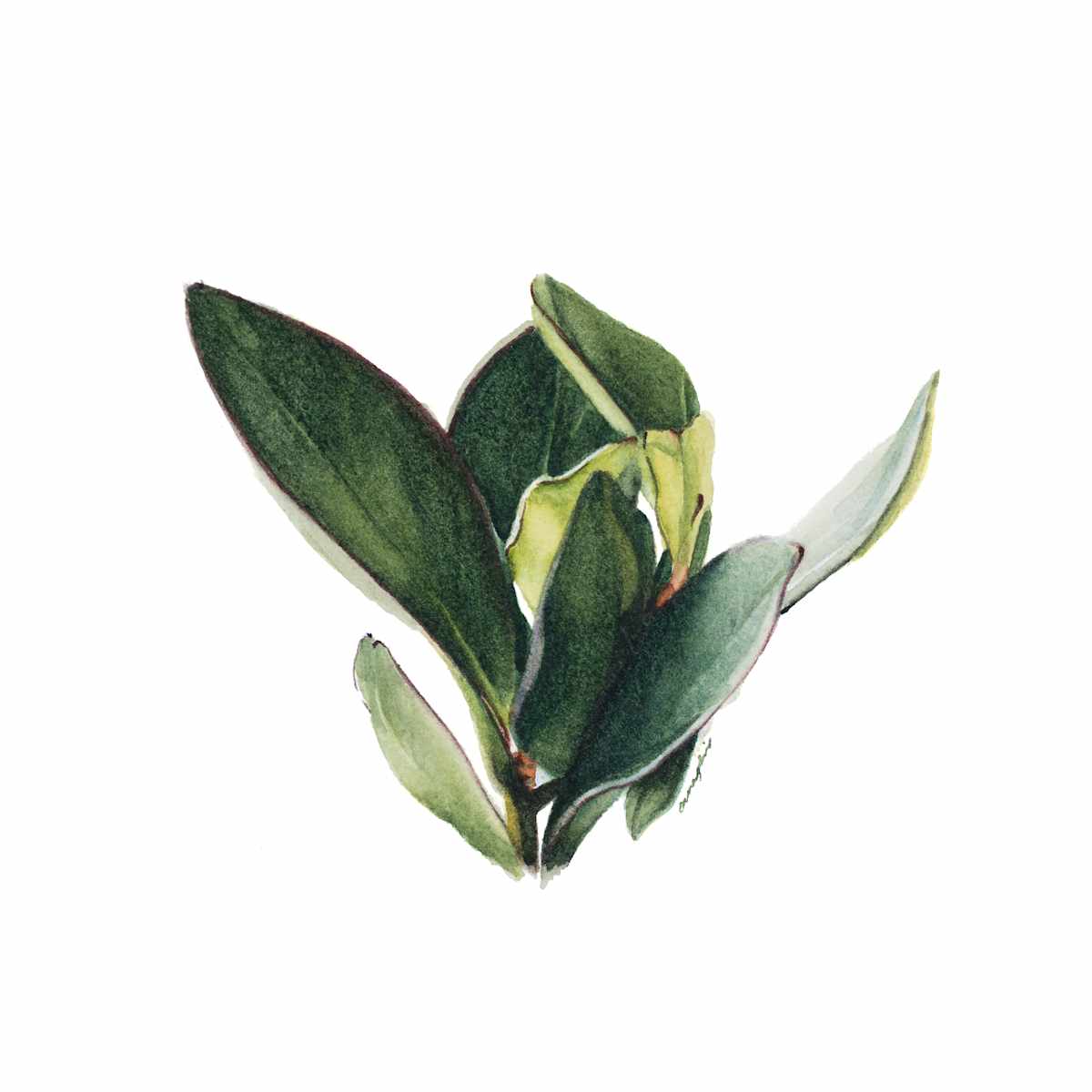 Succulent II by Amy Lewis 