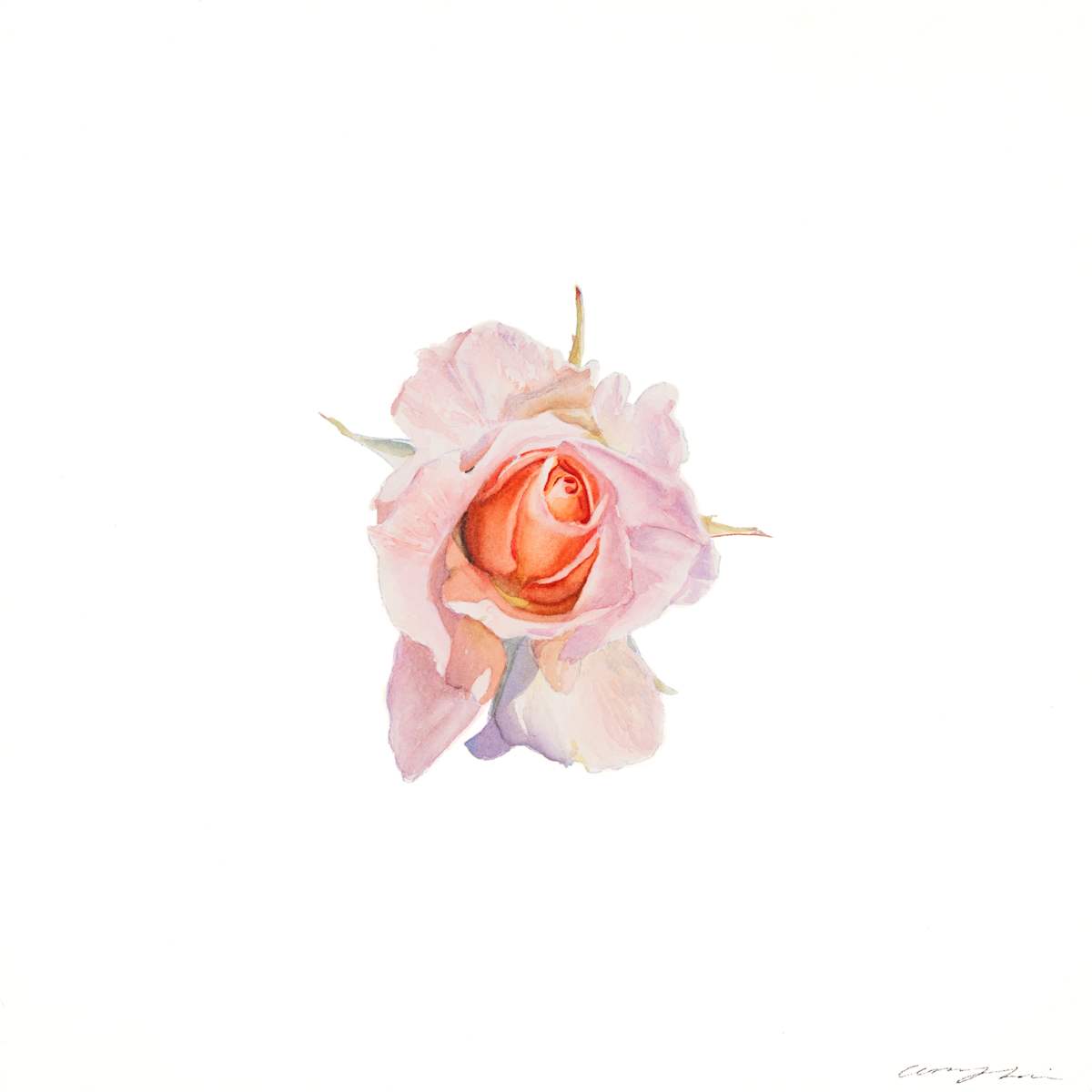 Rose II by Amy Lewis, Image 2.