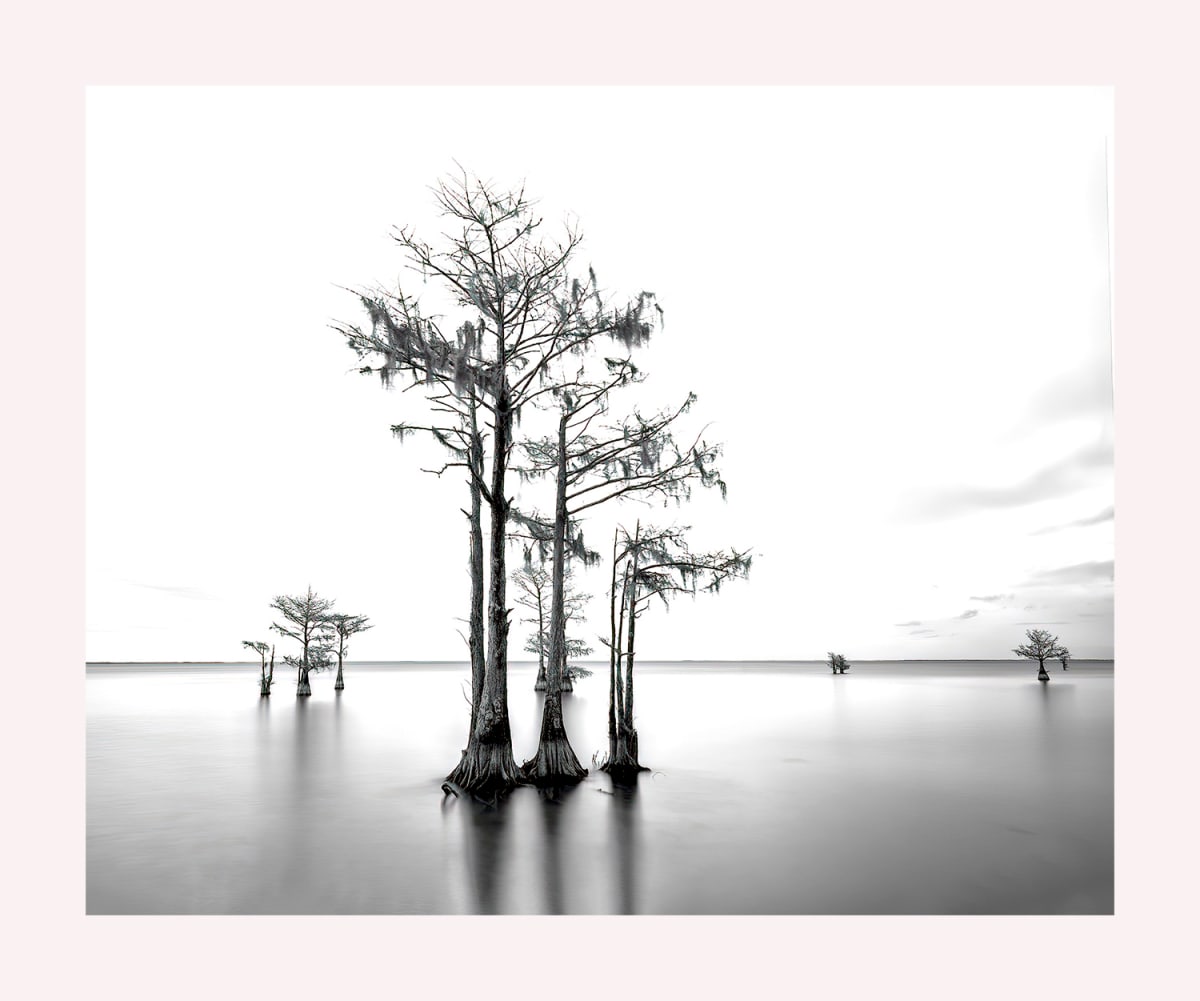 Cypress Trees, Lake Moultrie by Michael Amos 