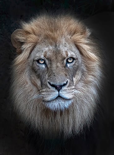 Portrait of a Lion by Michael Amos 