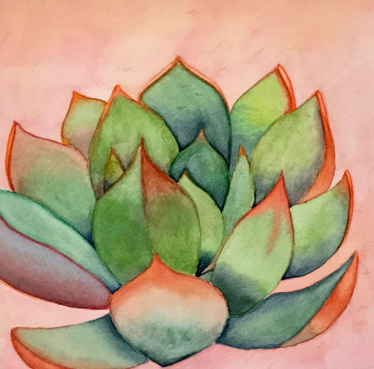 Morning Light Echeveria by Melissa Flattery 