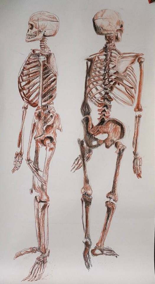 Skeleton Study by Audrey Laine Studios 