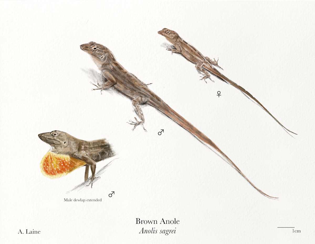 Anolis by Audrey Laine Studios 