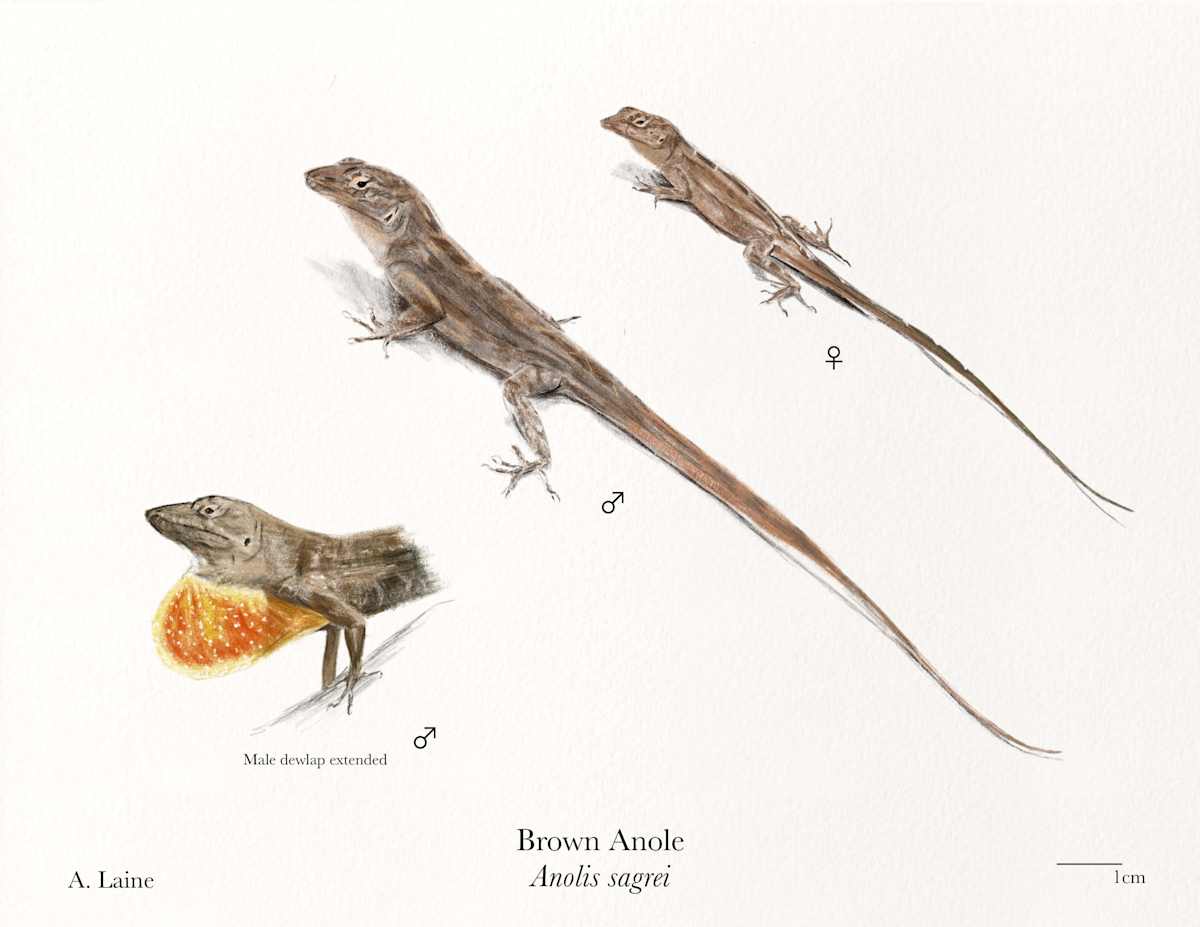 Anolis by Audrey Laine Studios, Image 2.
