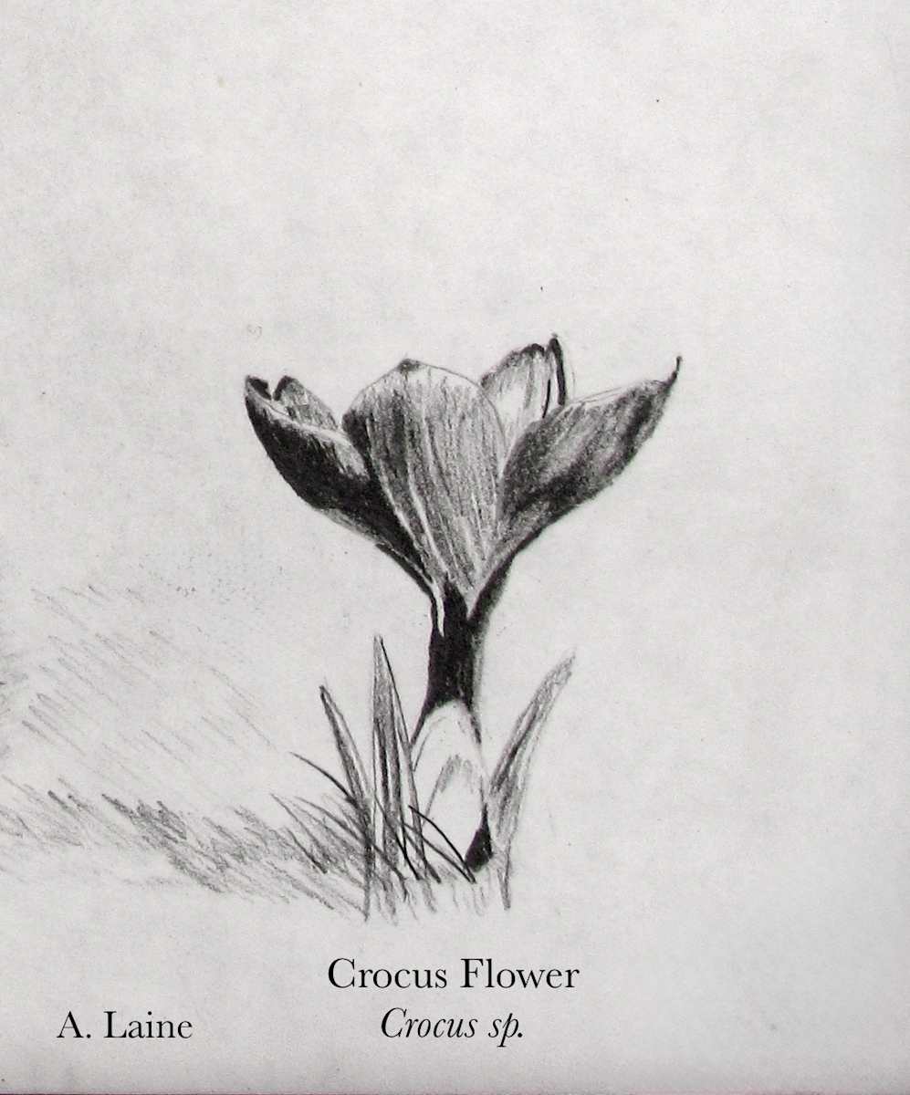 Crocus by Audrey Laine Studios 
