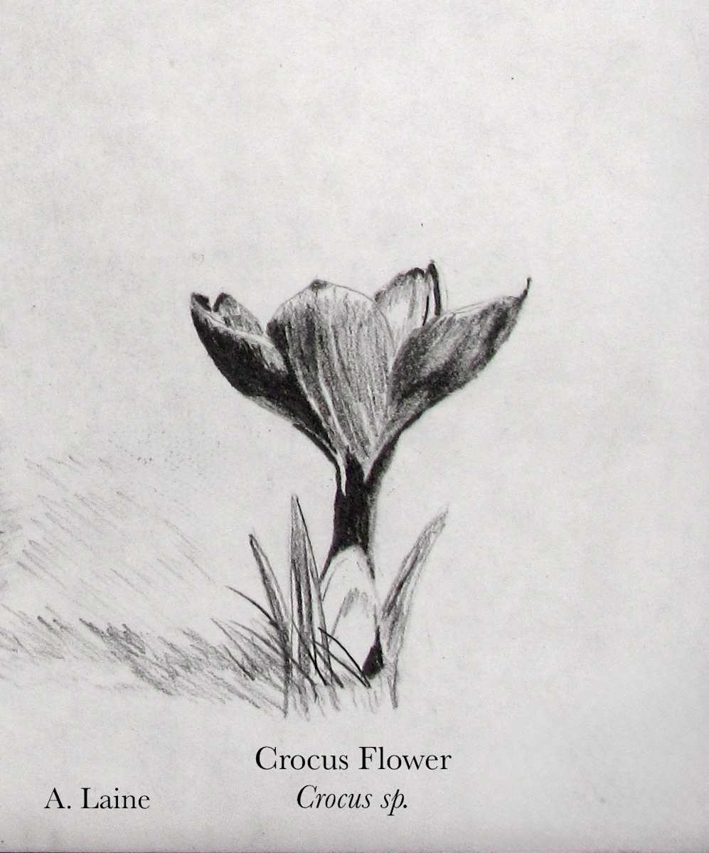 Crocus by Audrey Laine Studios, Image 2.
