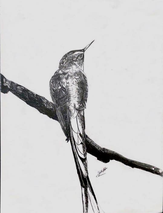 Hummingbird by Jana Renée 