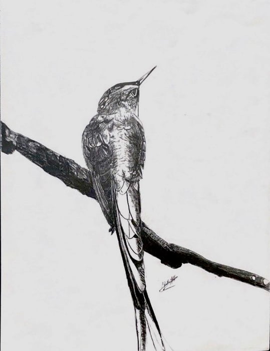Hummingbird by Jana Renée, Image 2.