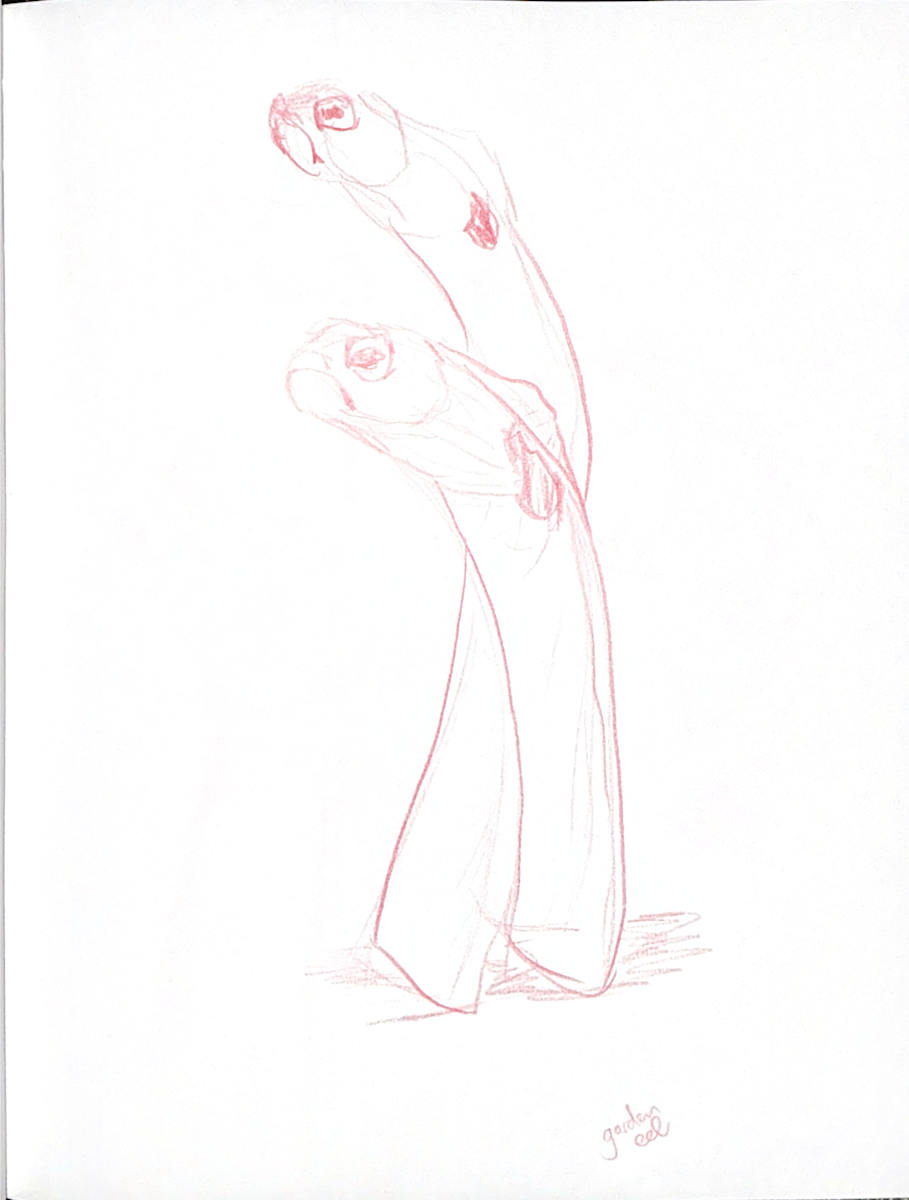 Garden Eels by Audrey Laine Studios 