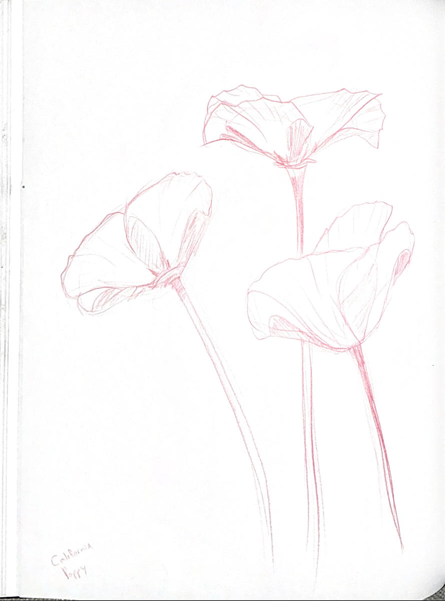California Poppy by Audrey Laine Studios 