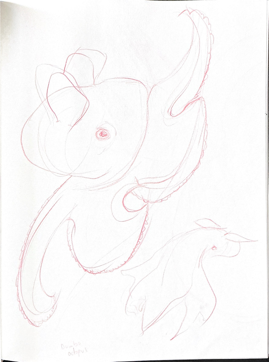 Dumbo Octopus by Audrey Laine Studios 