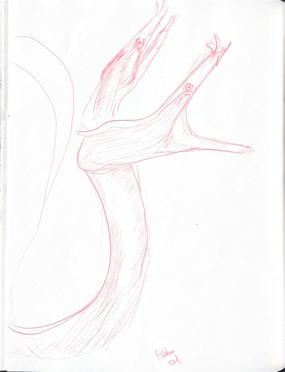 Ribbon Eel by Audrey Laine Studios 