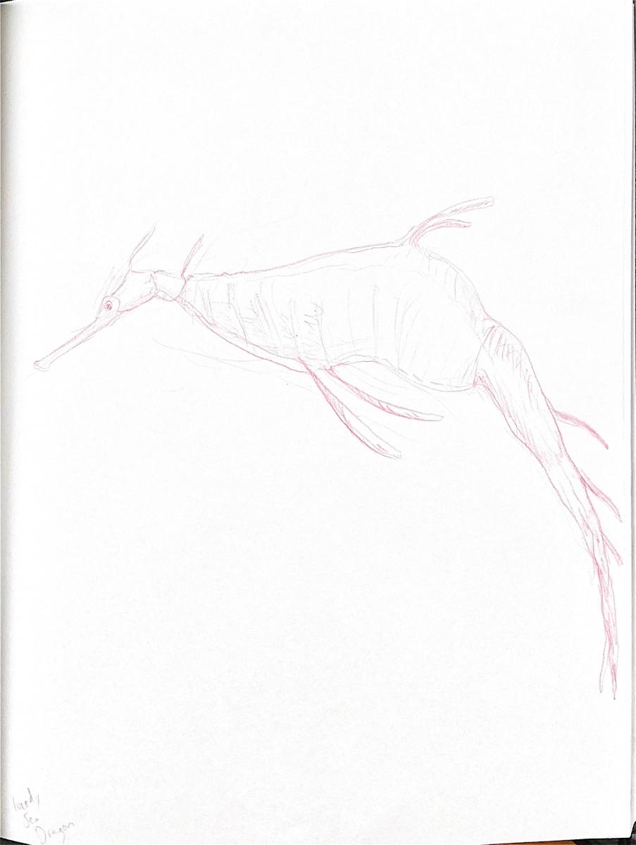Weedy Sea Dragon by Audrey Laine Studios 