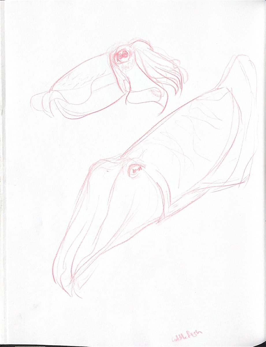 Cuttlefish by Audrey Laine Studios 