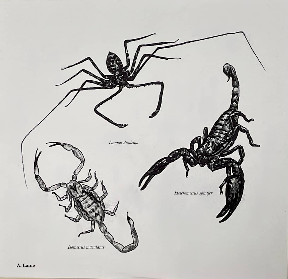 Scorpions, Whip Scorpion by Audrey Laine Studios 