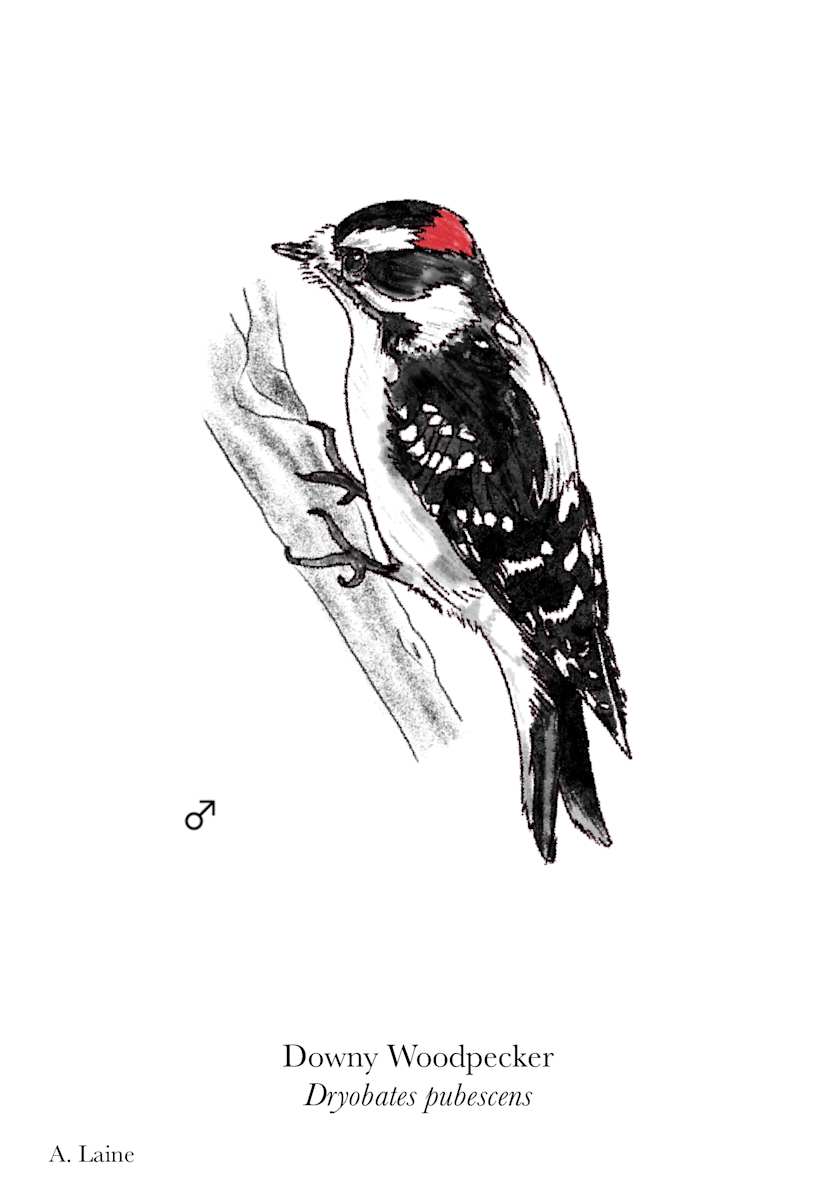Downy Woodpecker by Audrey Laine Studios 