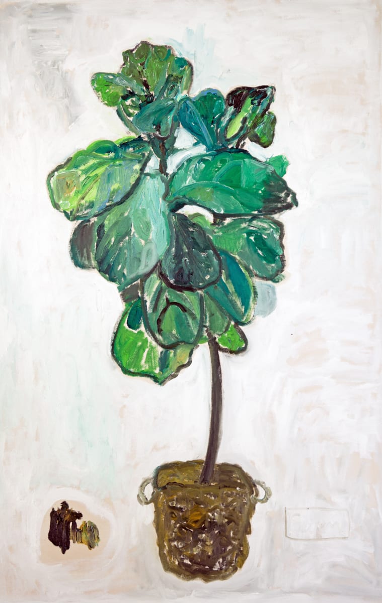 Fiddle Leaf Fig Tree 