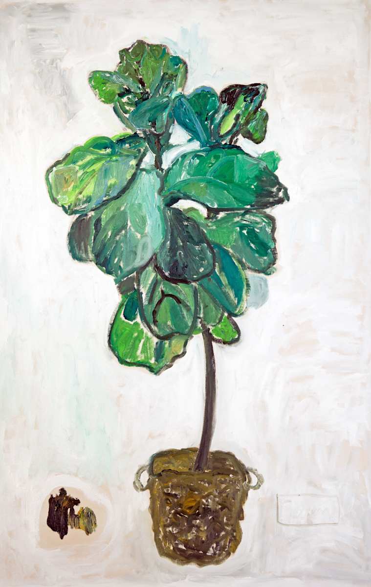 Fiddle Leaf Fig Tree, Image 14.
