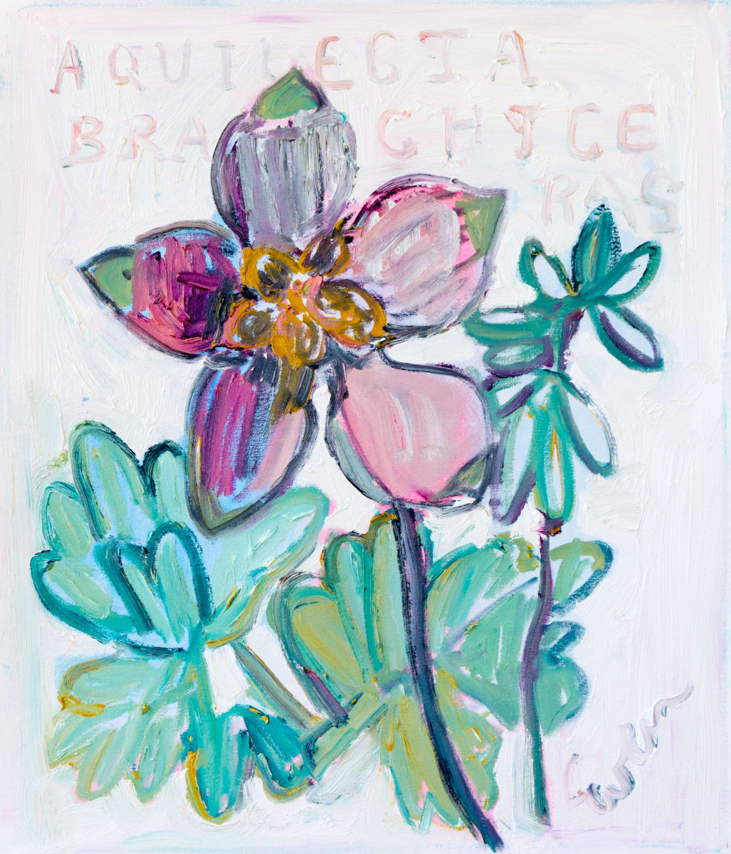 Aquilegia Brachyceras (Columbine) 