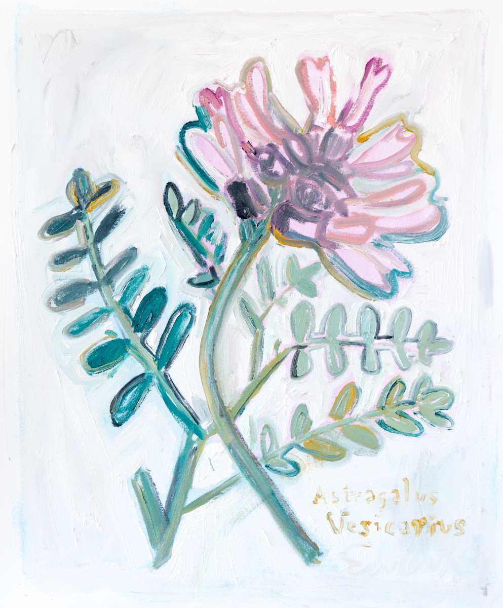 Astragalus Vesicarius, Image 2.