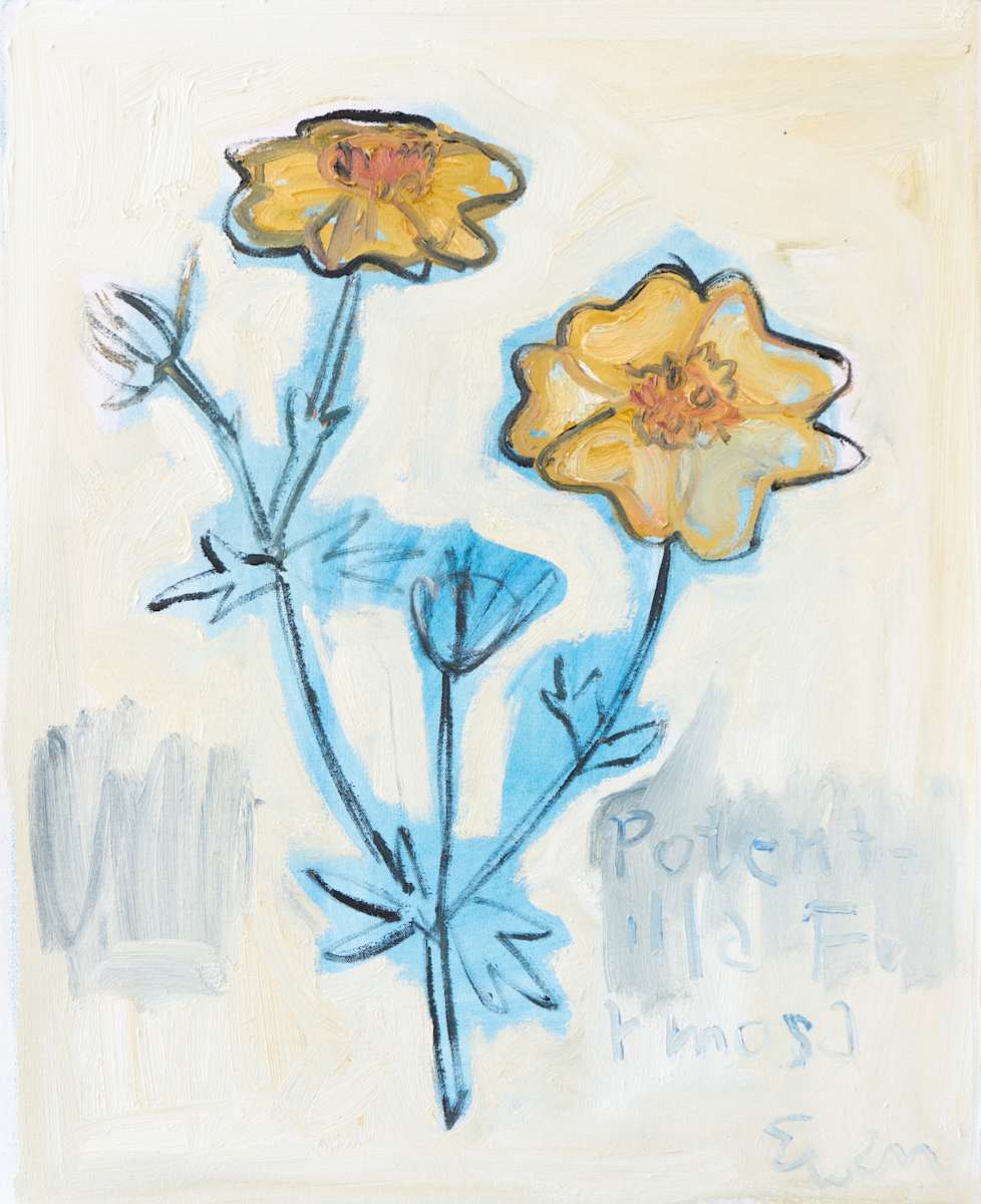 Potentilla Formosa, Image 1.