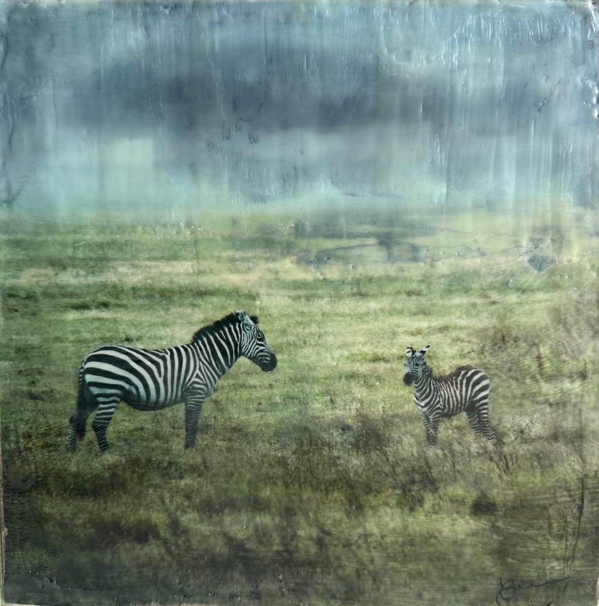 Zebra - Upendo by Nancy Falconi, Image 1.